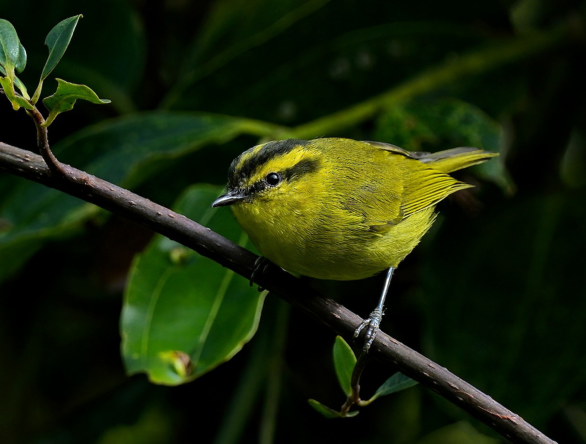 Mountain Leaf Warbler - ML483733201