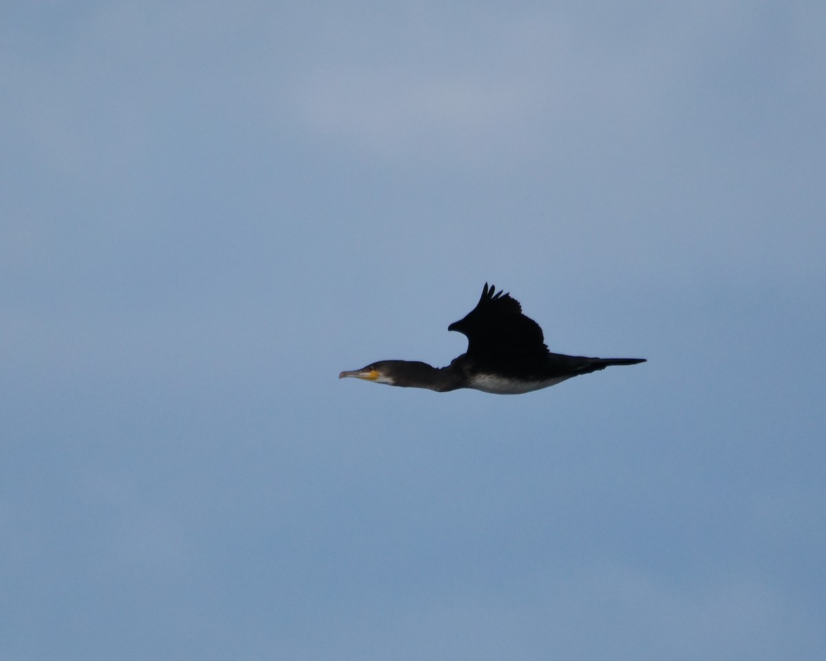 Great Cormorant - John Felton