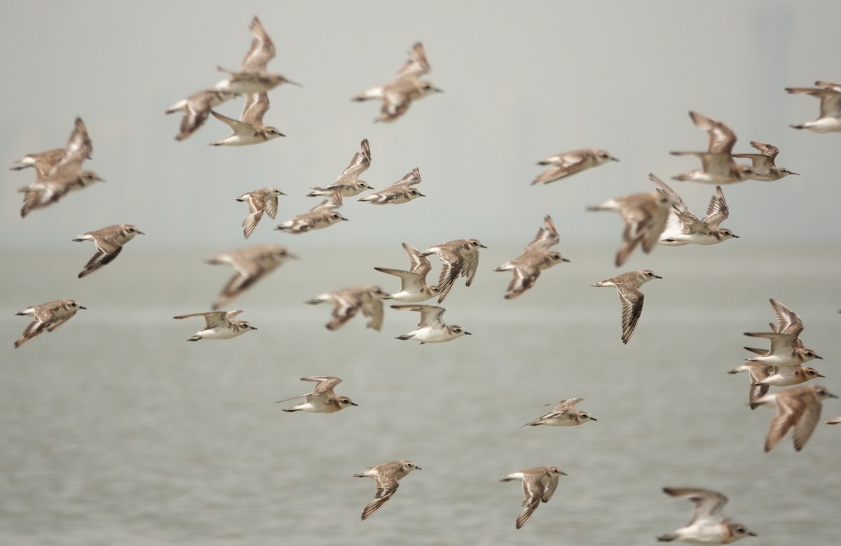 sand-plover sp. - Nur Munira Azman