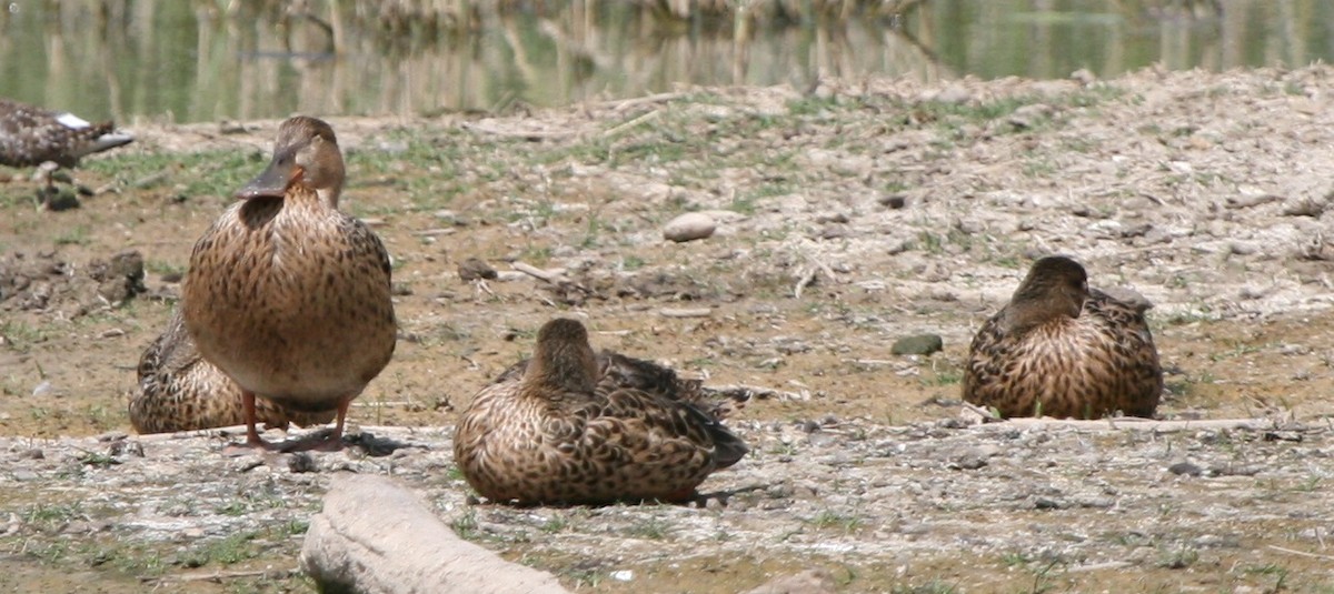 Northern Shoveler - ML48373461