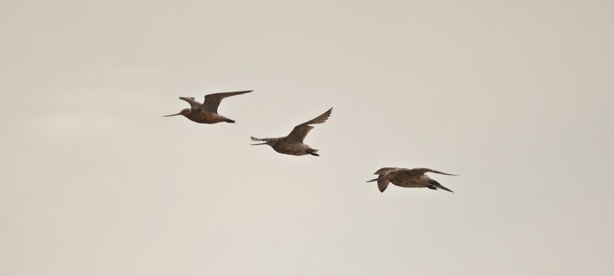 Bar-tailed Godwit - ML483734661