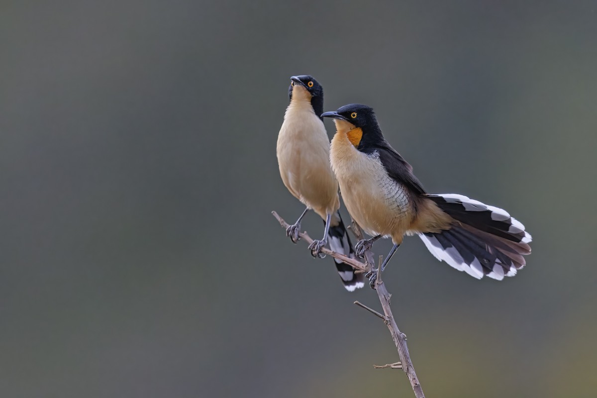 Black-capped Donacobius - ML483734691