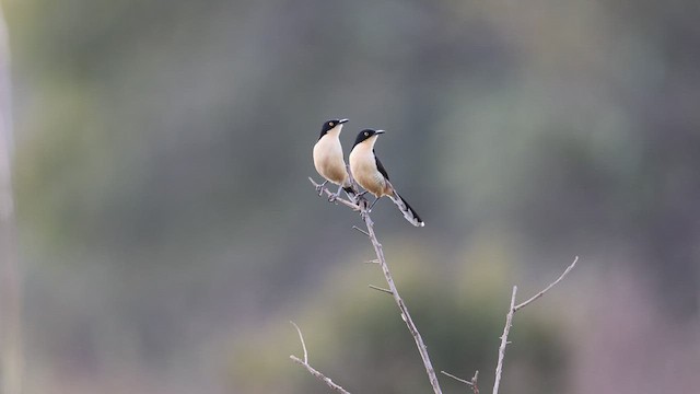 Black-capped Donacobius - ML483734721