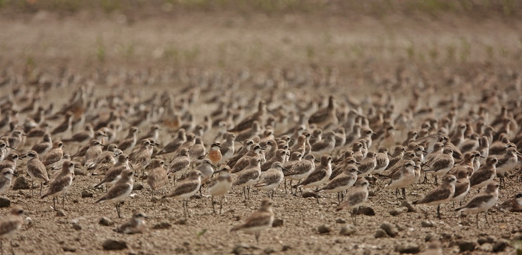 sand-plover sp. - Nur Munira Azman