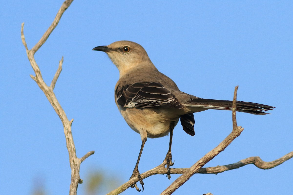 Northern Mockingbird - ML483735981