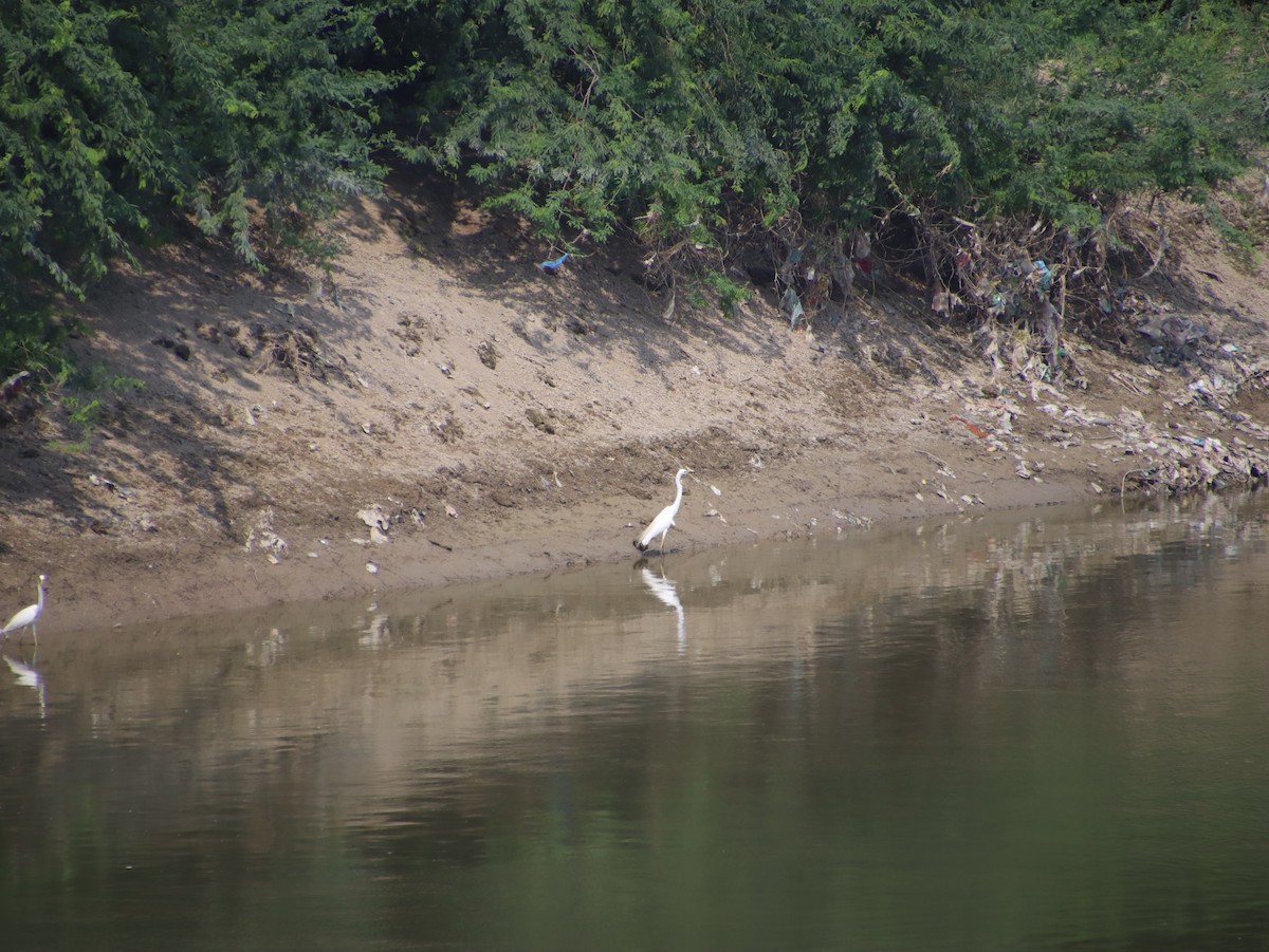 Medium Egret - ML483738721