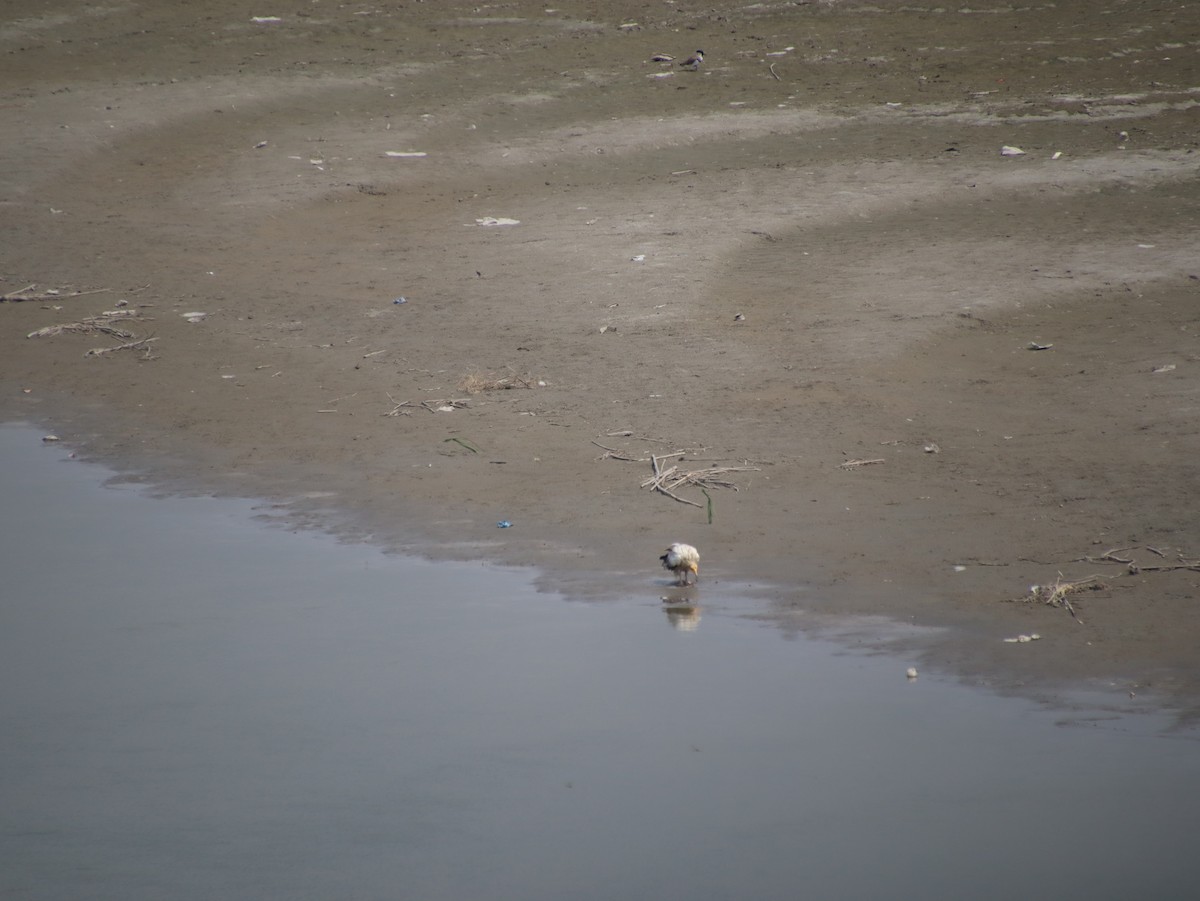 Egyptian Vulture - ML483738761