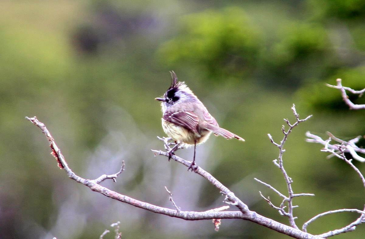 Taurillon mésange - ML483739441