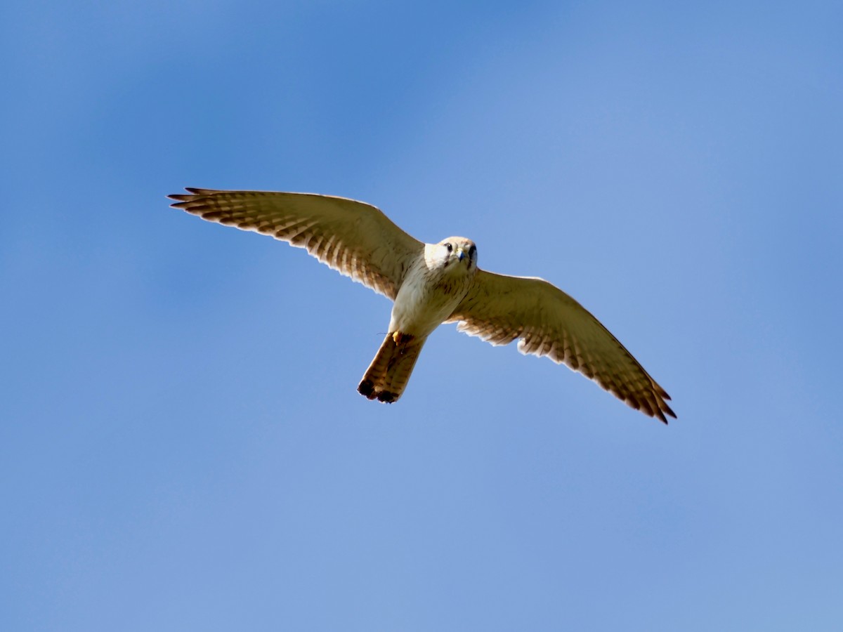 Nankeen Kestrel - ML483739921