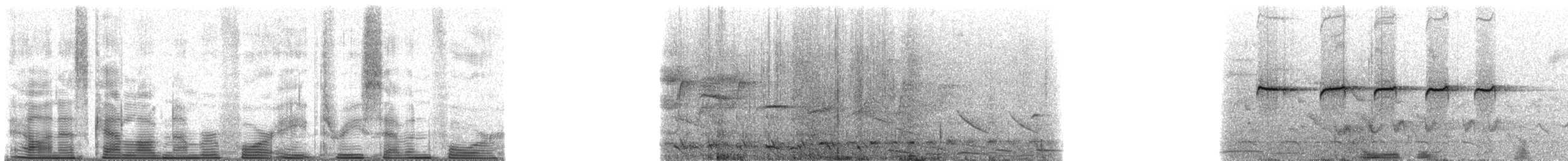 Rufous-tailed Antbird - ML48374