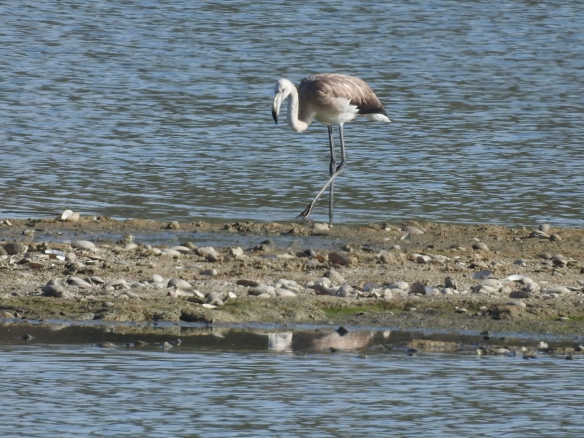 Flamant rose - ML483740641