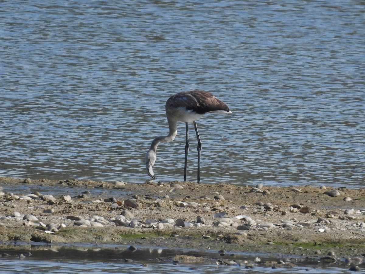 Flamant rose - ML483740651