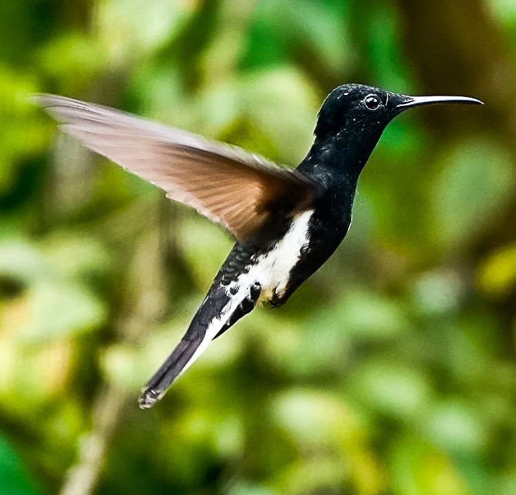 kolibřík černobílý - ML483741561