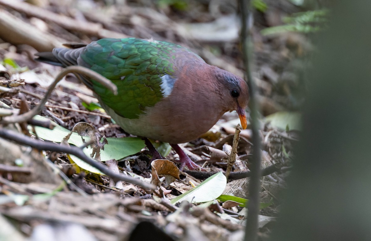 Pacific Emerald Dove - ML483741571