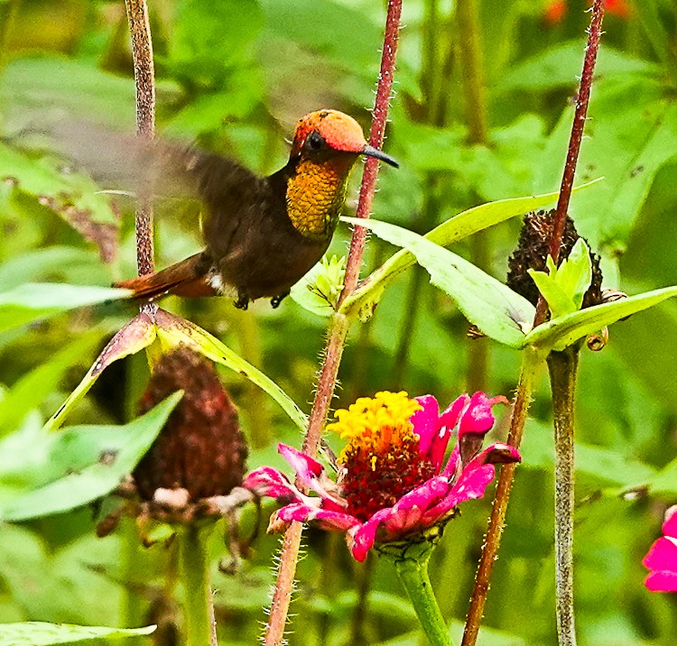 kolibřík červenohlavý - ML483741641