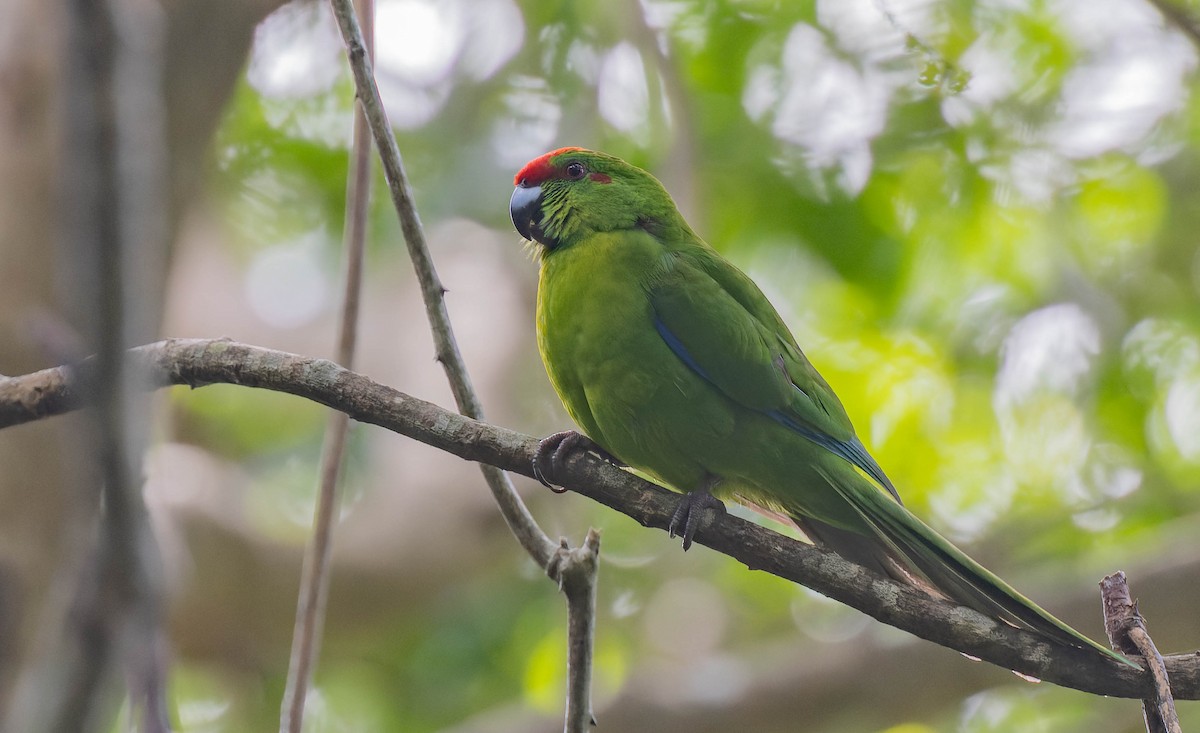 Norfolk Island Parakeet - ML483741671