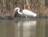 Great Egret (alba) - ML48374231