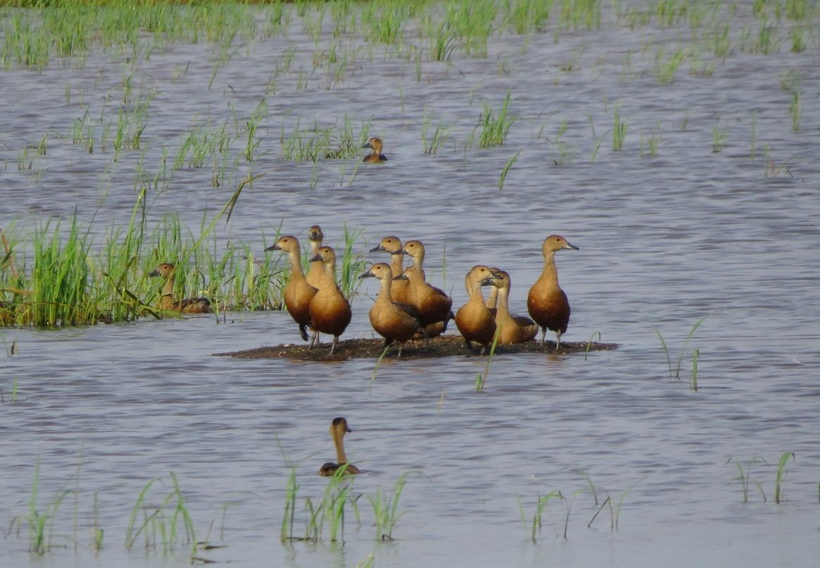 Lesser Whistling-Duck - Abhinand C