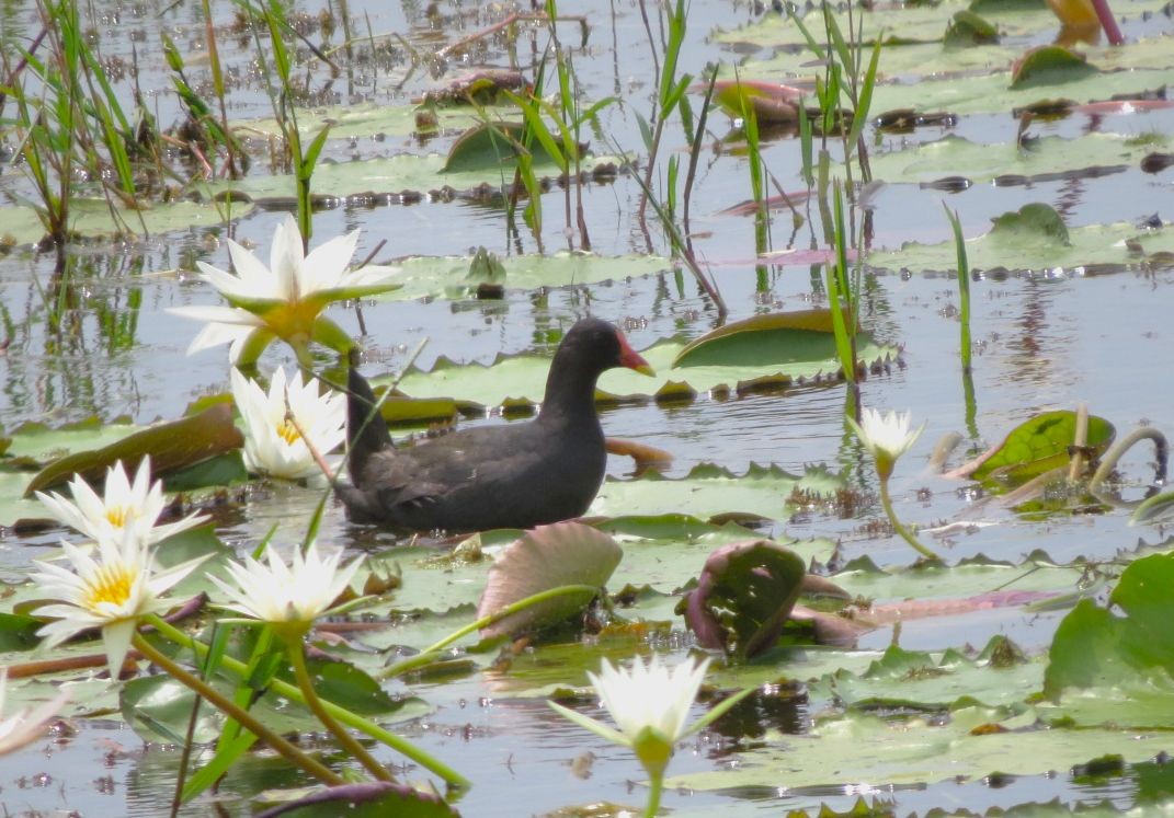 Eurasian Moorhen - ML483743331