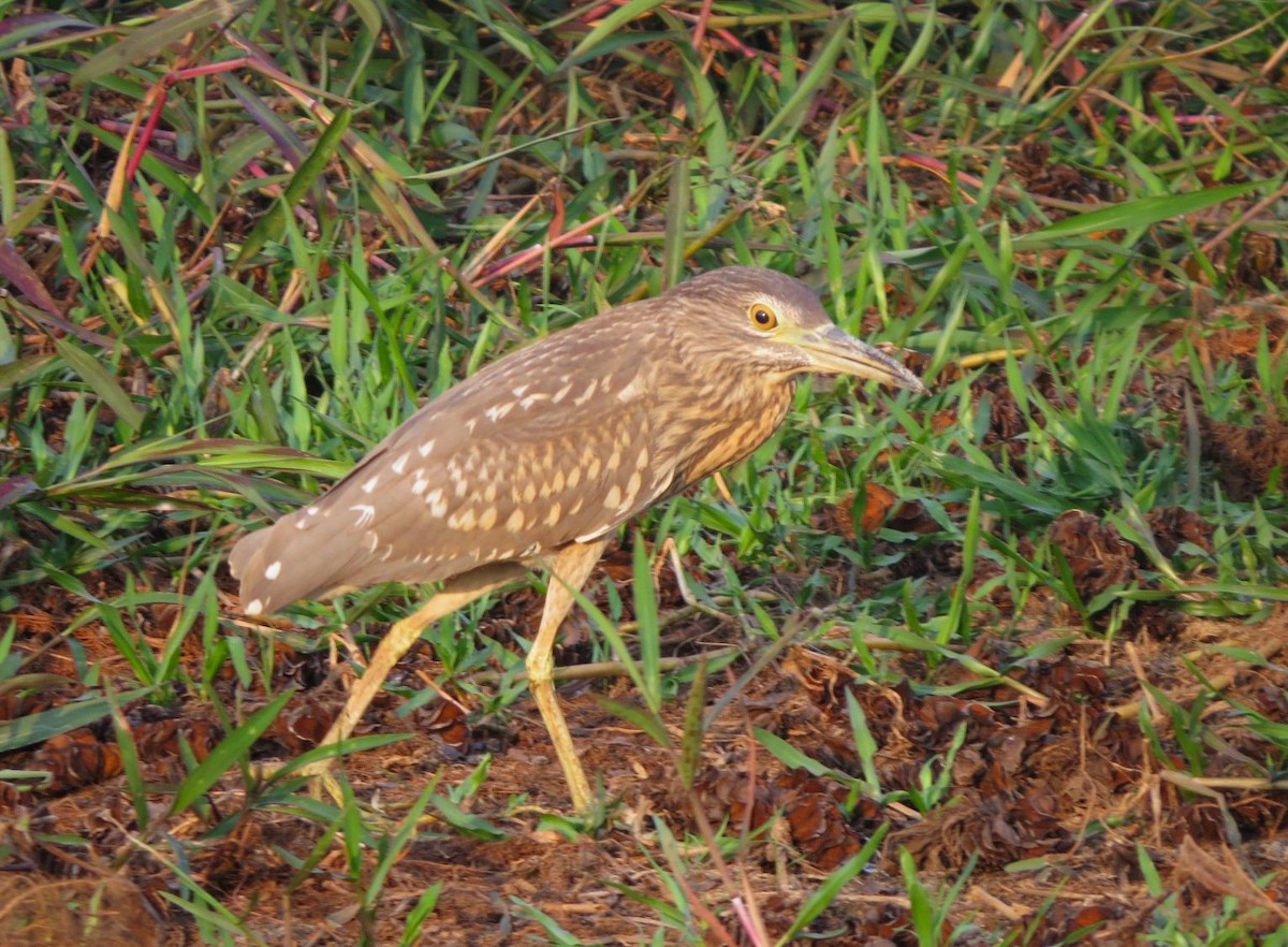 Black-crowned Night Heron - ML483744111