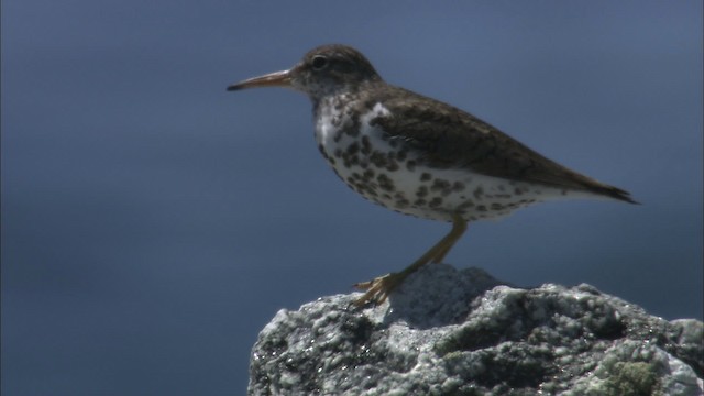 Spotted Sandpiper - ML483745