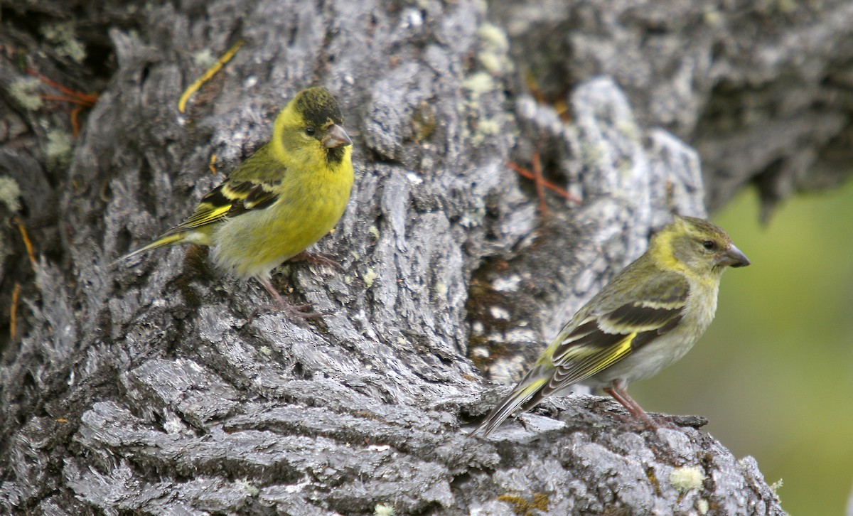 Black-chinned Siskin - ML483745251