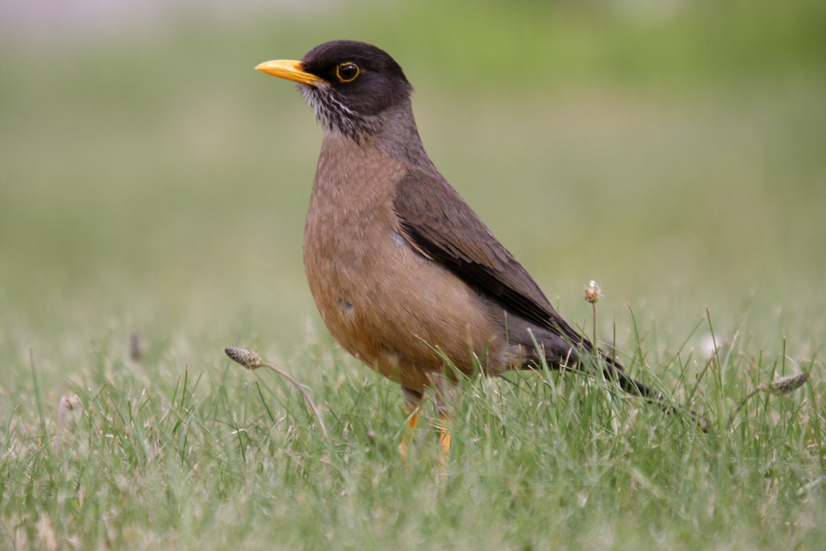 Austral Thrush - ML483745291