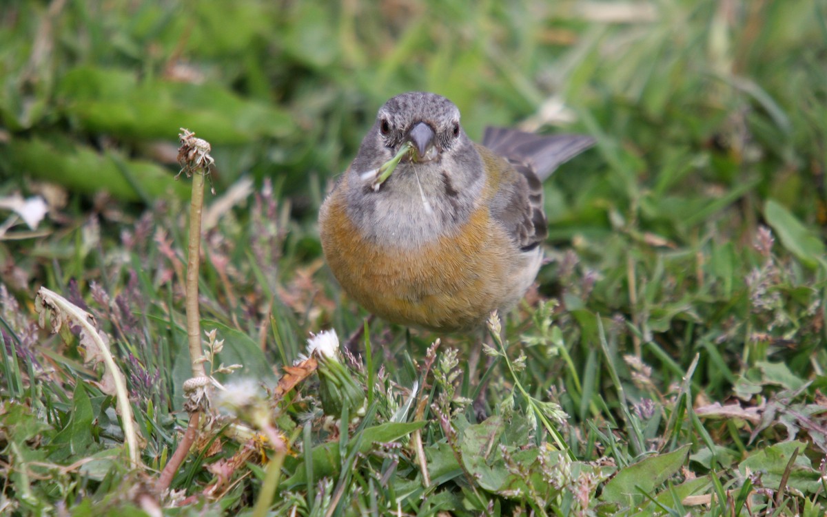 Patagonian Sierra Finch - ML483745421