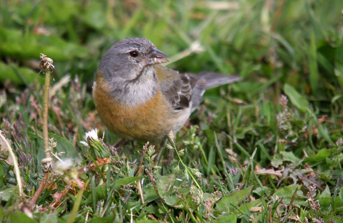 Patagonian Sierra Finch - Hans-Jürgen Kühnel