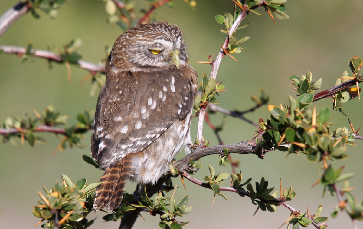 Austral Pygmy-Owl - ML483745811