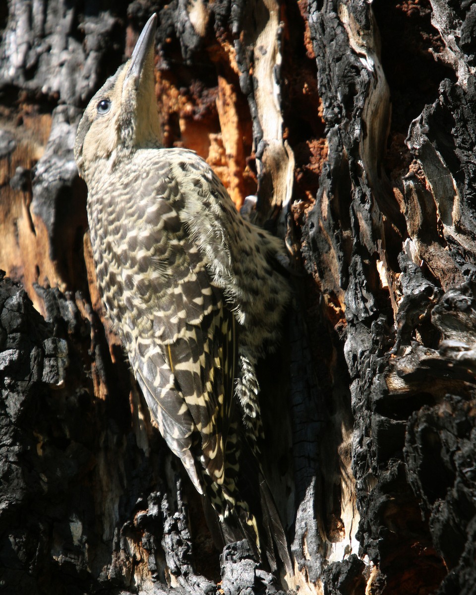 Chilean Flicker - Hans-Jürgen Kühnel