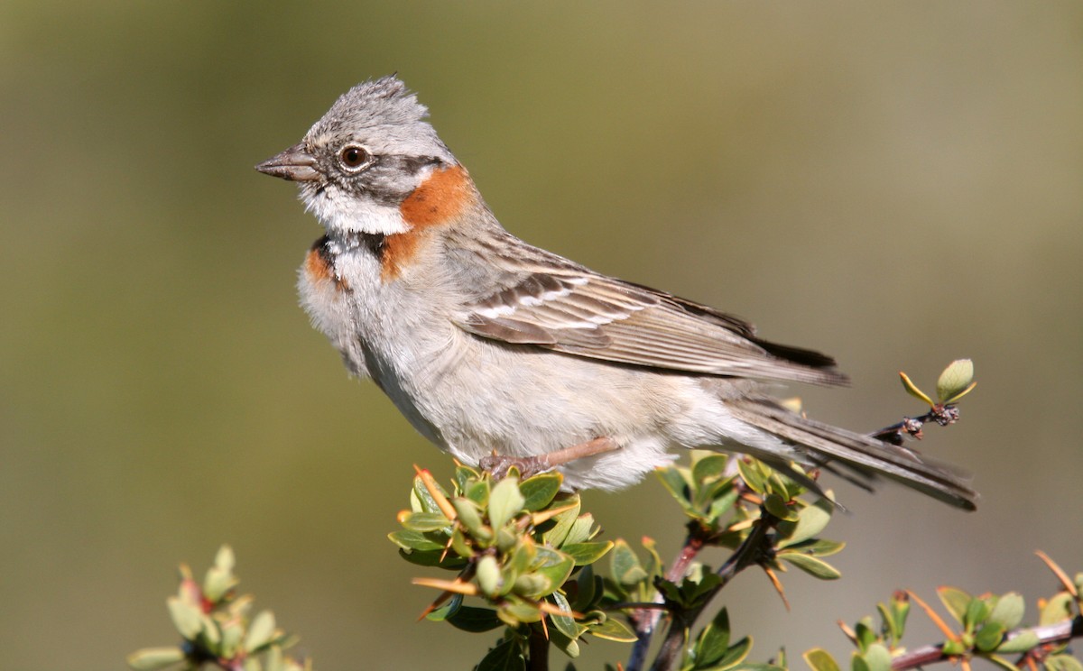Rufous-collared Sparrow - ML483745921