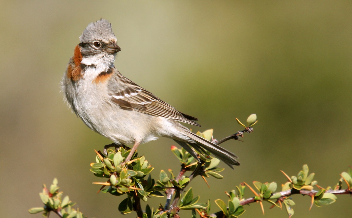 Rufous-collared Sparrow - ML483745941