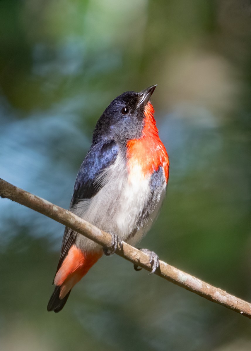 Mistletoebird - ML483745981