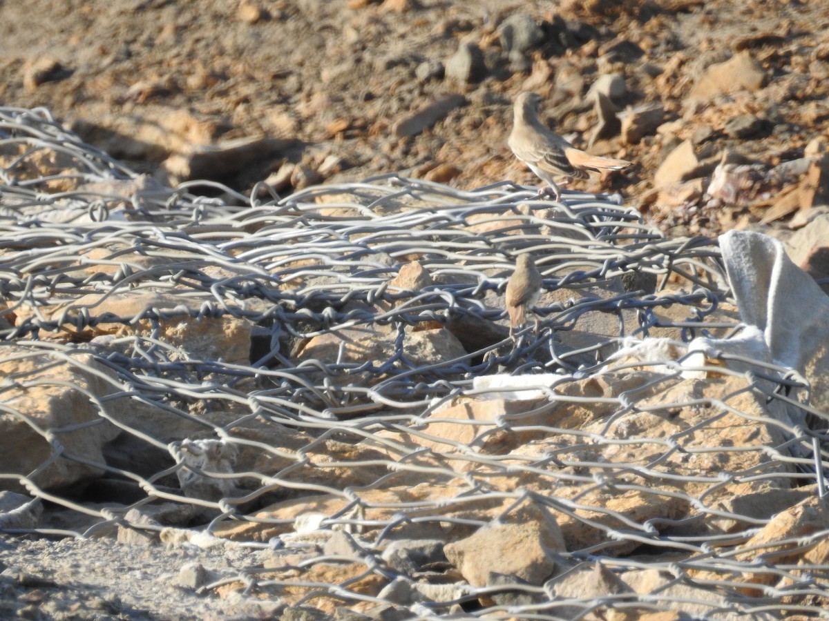 Rufous-tailed Scrub-Robin - ML483749851