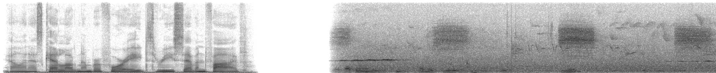 Large-tailed Antshrike - ML48375