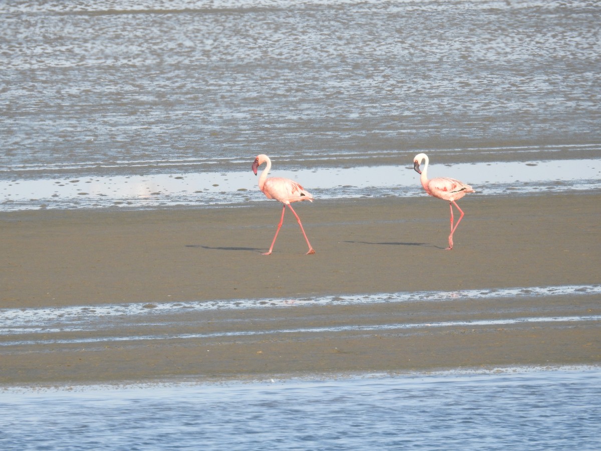 Lesser Flamingo - Ashwin Viswanathan