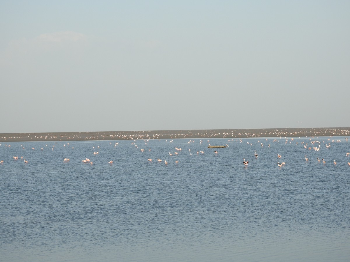 Lesser Flamingo - Ashwin Viswanathan