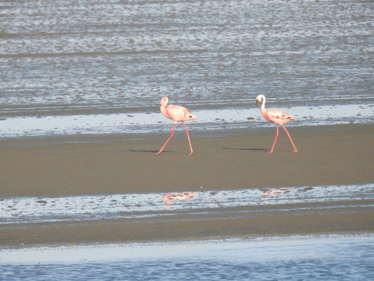 Lesser Flamingo - Ashwin Viswanathan