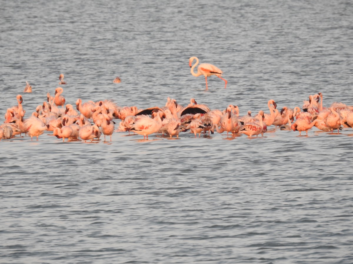 Lesser Flamingo - Ashwin Viswanathan