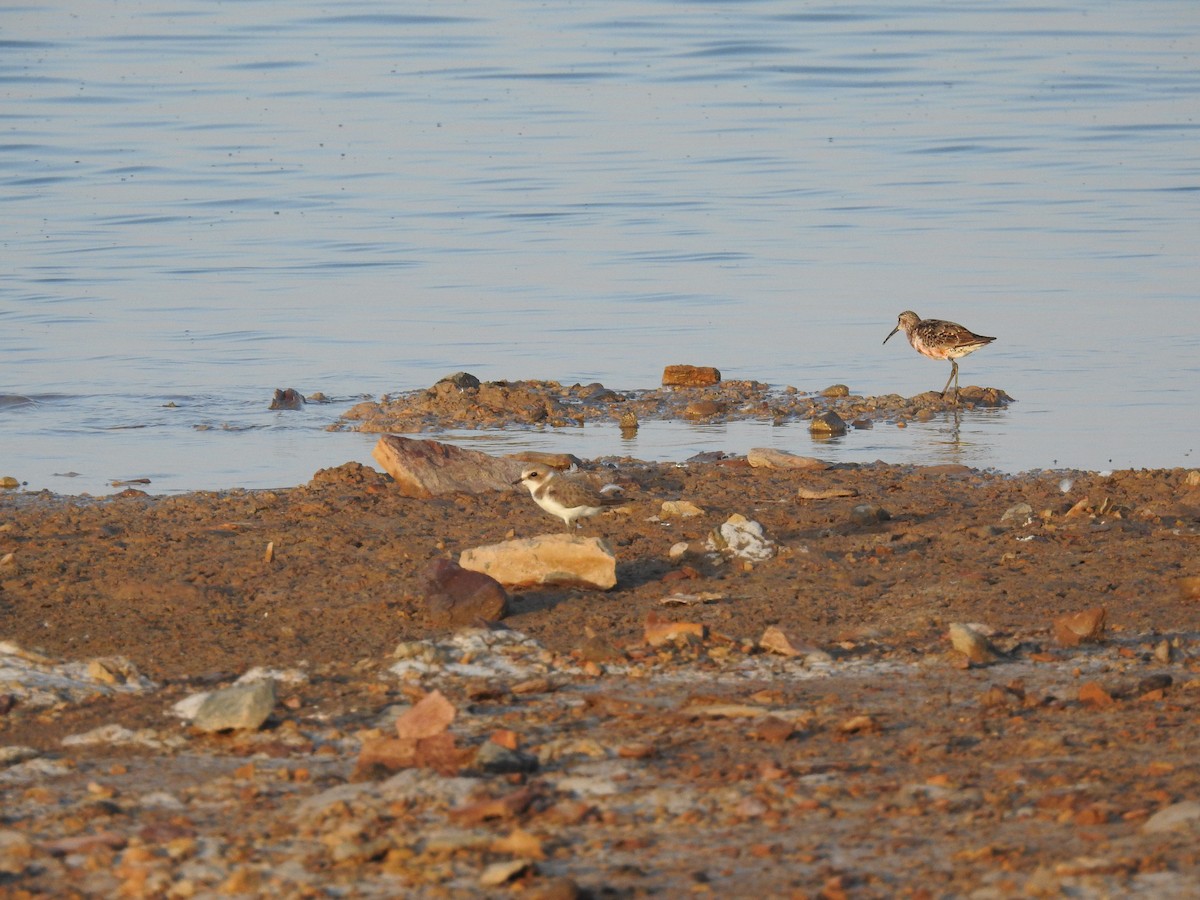 Kentish Plover - ML483750461