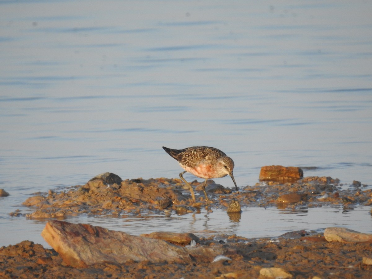 Curlew Sandpiper - ML483750491