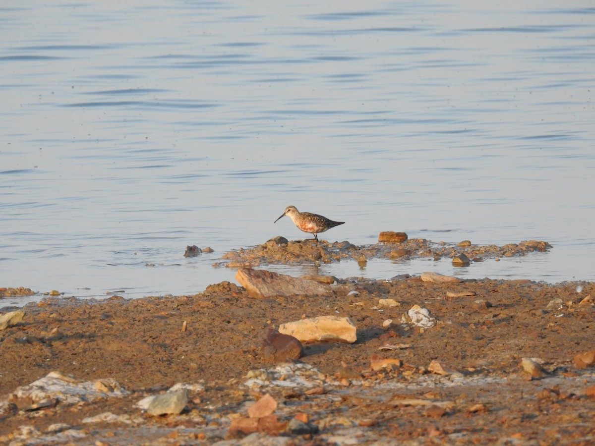 Curlew Sandpiper - Ashwin Viswanathan