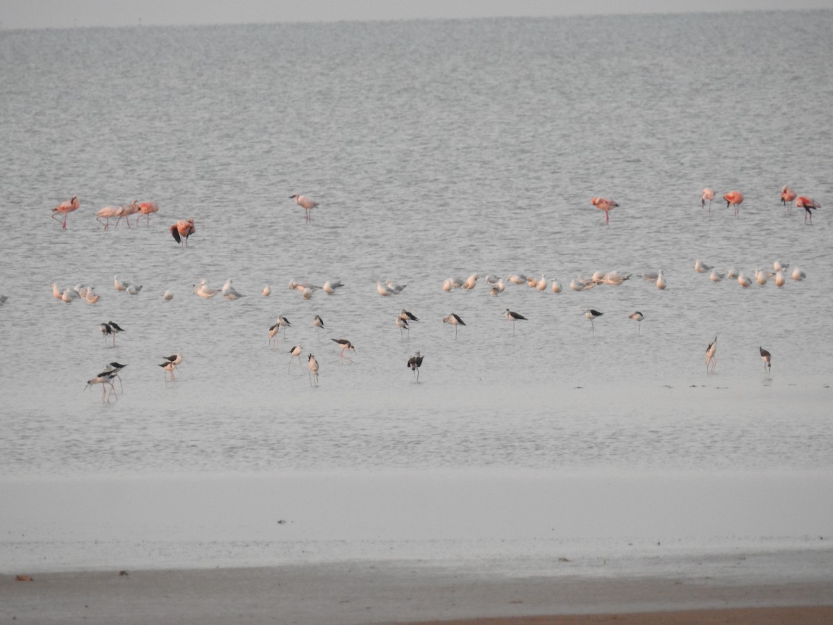 Black-winged Stilt - Ashwin Viswanathan