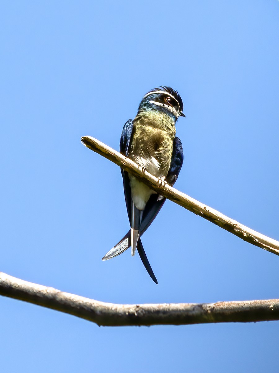 Whiskered Treeswift - Ng SH