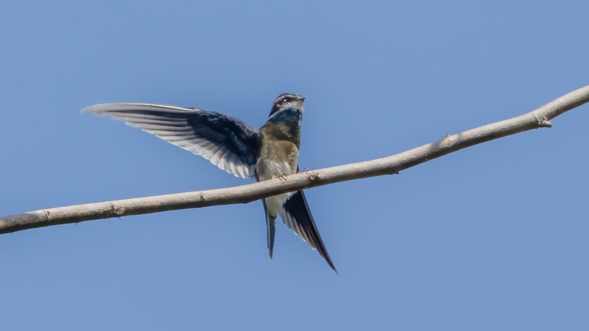 Whiskered Treeswift - ML483751391