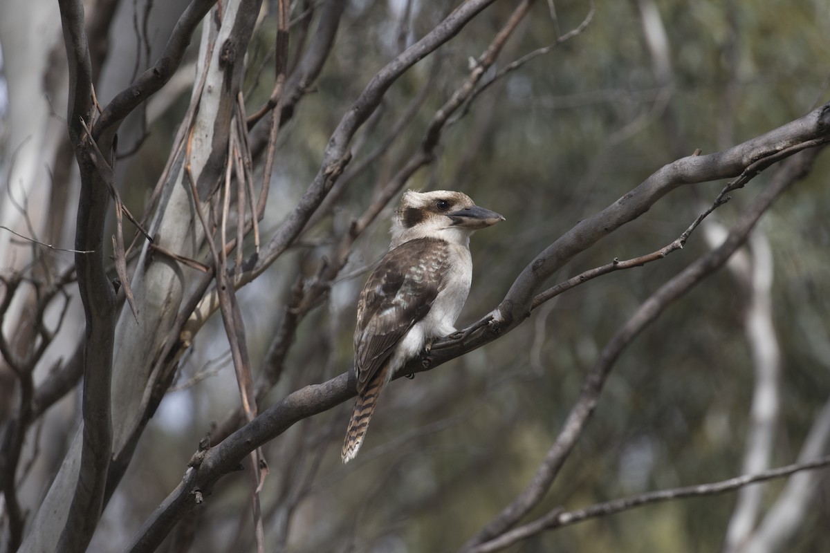 Laughing Kookaburra - ML483751401