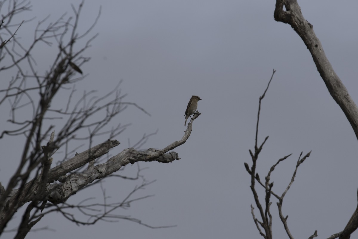 Dusky Robin - John Cantwell