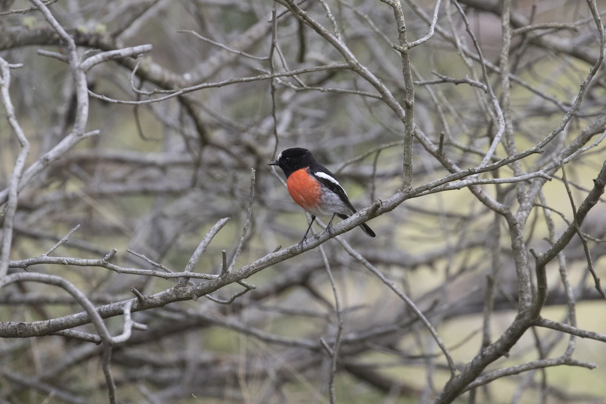 Scarlet Robin - John Cantwell