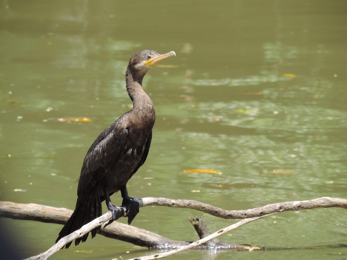 Neotropic Cormorant - James Bozeman